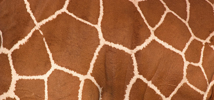 Close-up Of A Reticulated Giraffe Photograph by Panoramic Images