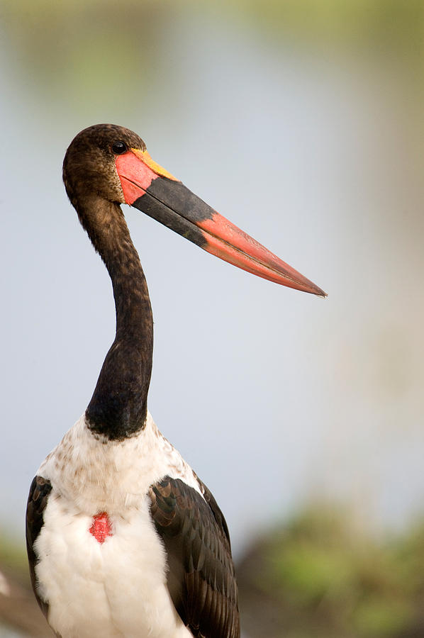 Stork Photograph - Close-up Of A Saddle Billed Stork by Panoramic Images