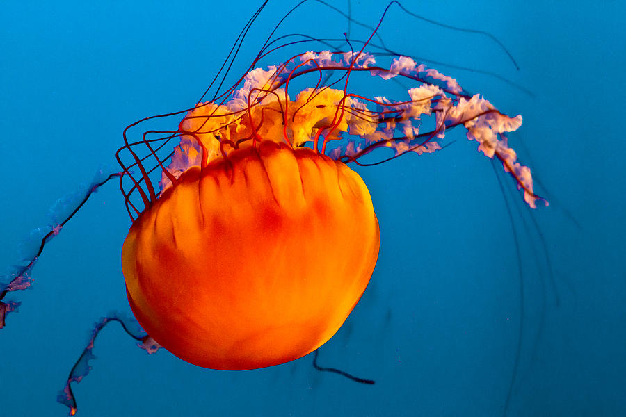 Close up of a Sea Nettle jellyfis Photograph by Eti Reid