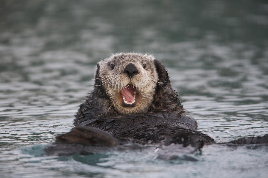 Close Up Of A Sea Otter Swimming Photograph By Milo Burcham