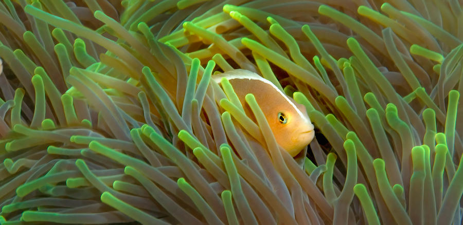 Close-up Of A Skunk Anemone Fish Photograph by Panoramic Images