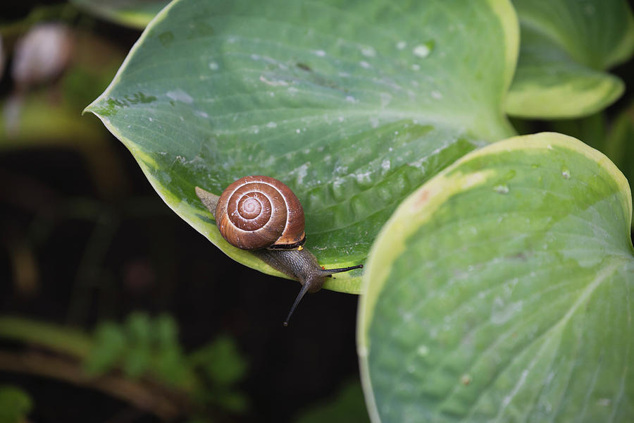 Close Up Of A Snail And Its Shell On A Photograph by Michael Interisano / Design Pics