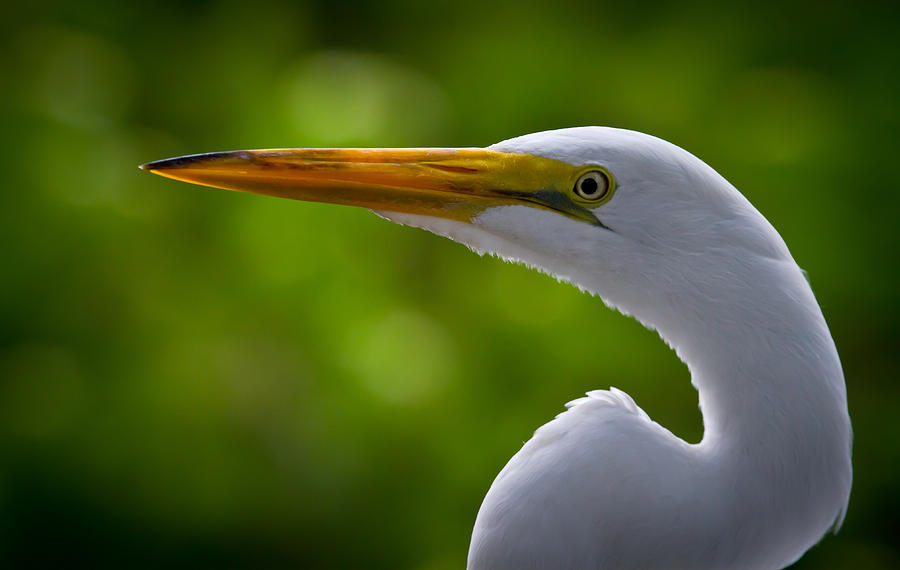 Close up of a Snowy Egret Photograph by Andres Leon