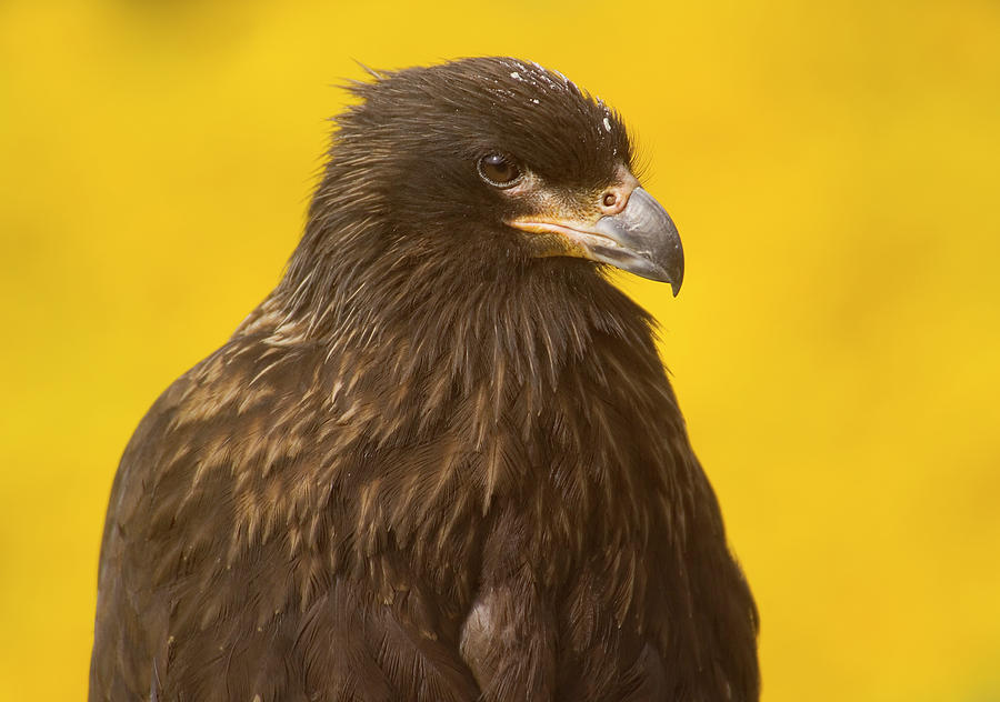 Close-up Of A Striated Caracara (johnny Photograph by Janet Muir - Pixels