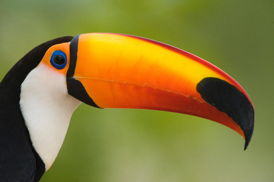 Nature Photograph - Close-up Of A Toco Toucan Ramphastos by Panoramic Images