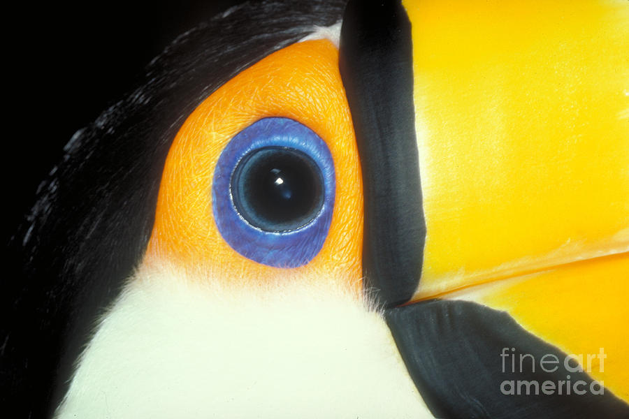 Close-up of a Toucan Photograph by Natures Images