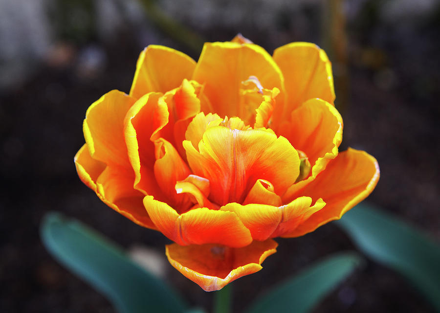 Close-up Of A Tulip Photograph by Allan Baxter