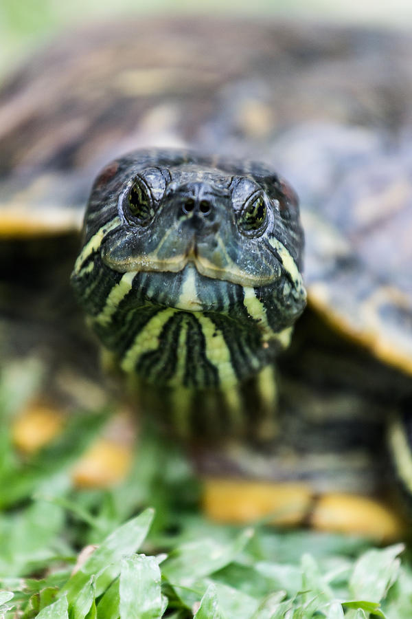 Close-up of a Turtle Photograph by Francesco Rizzato | Fine Art America