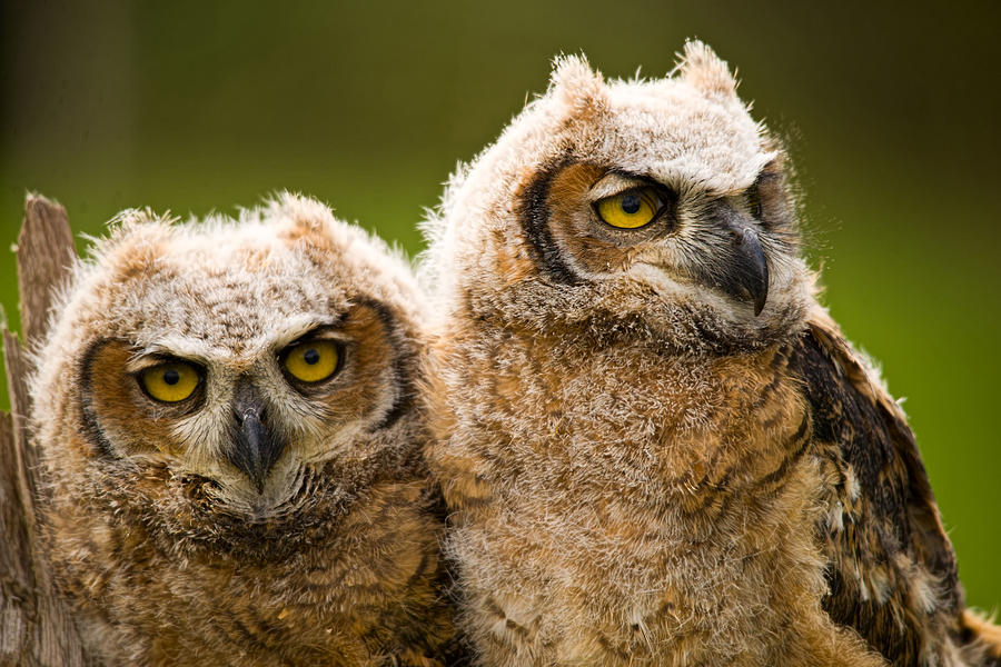 Close-up Of A Two Great Horned Owlets Photograph By Panoramic Images ...