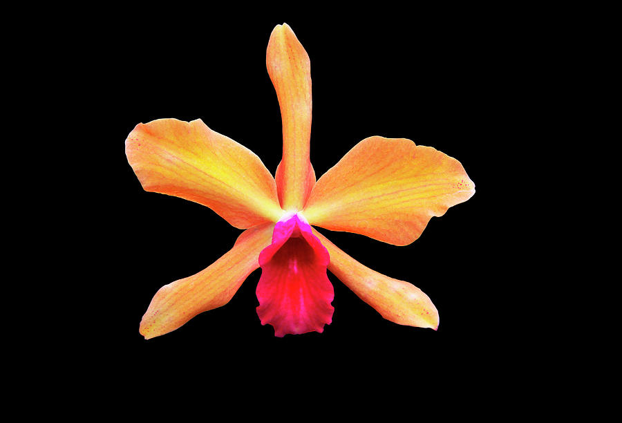 Close Up Of A Unique Tropical Flower Photograph by Scott Mead
