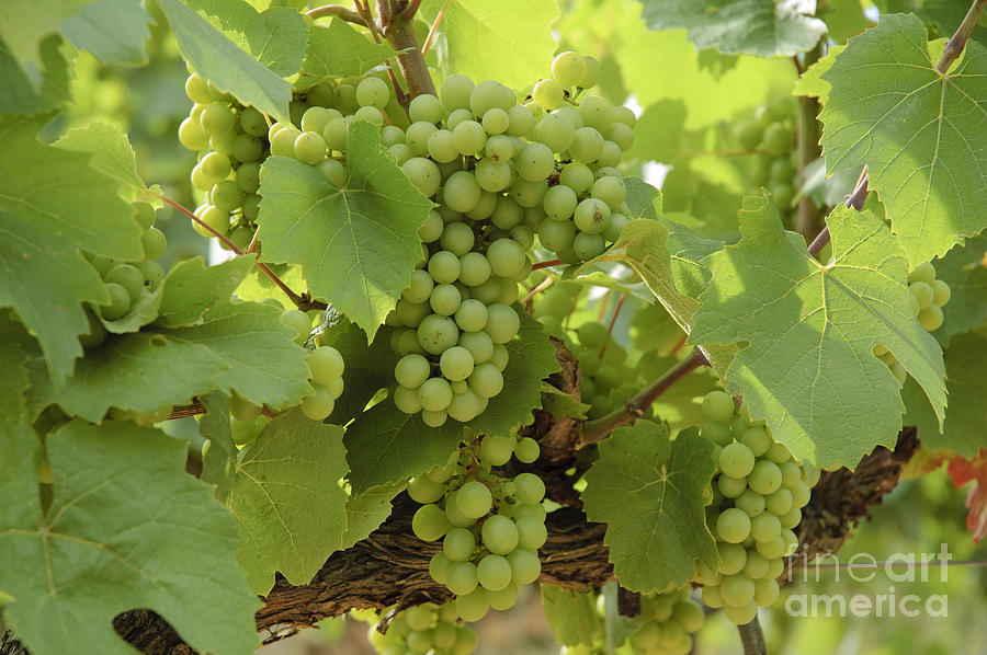 Grapes #1 Photograph by Vanessa D -