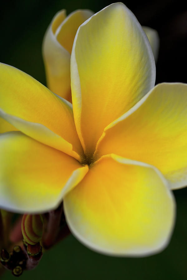 Close Up Of A Yellow And White Tropical Photograph by Scott Mead