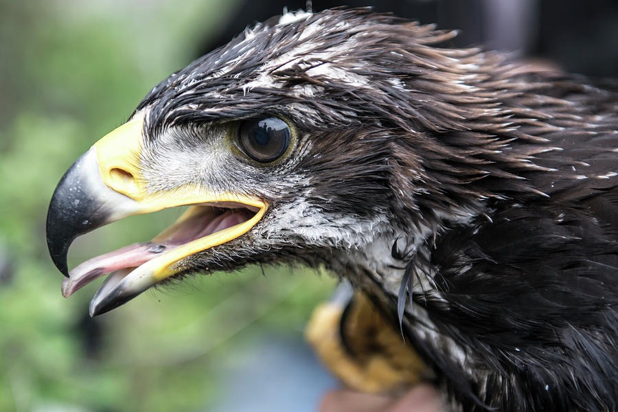 Close Up Of A Young Golden Eagle