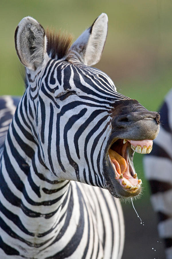 Wildlife Photograph - Close-up Of A Zebra Calling, Ngorongoro by Panoramic Images