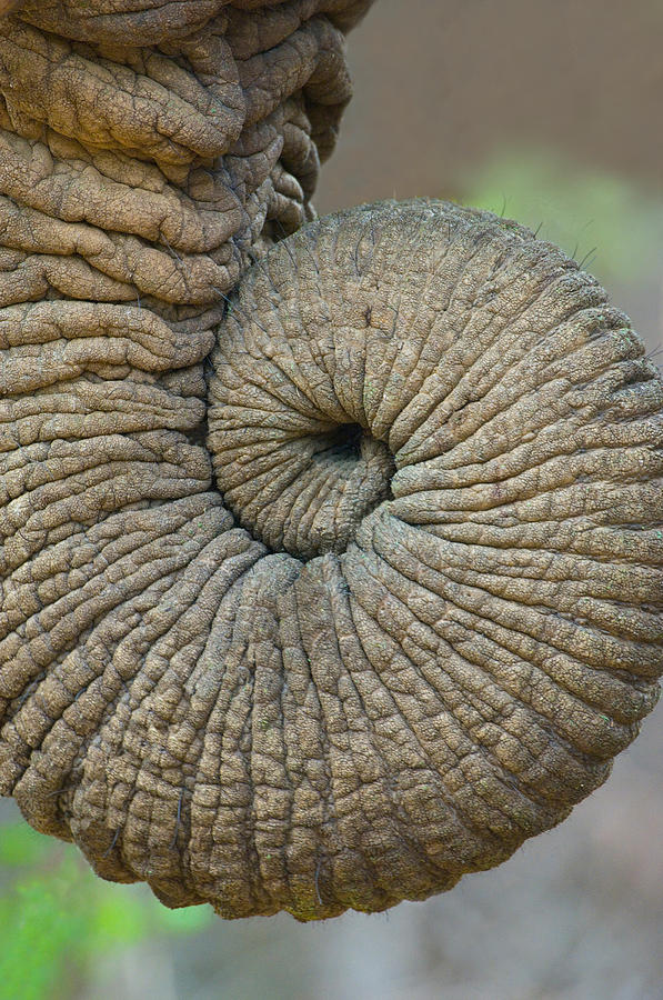 Close-up Of An African Elephants Trunk Photograph by Panoramic Images