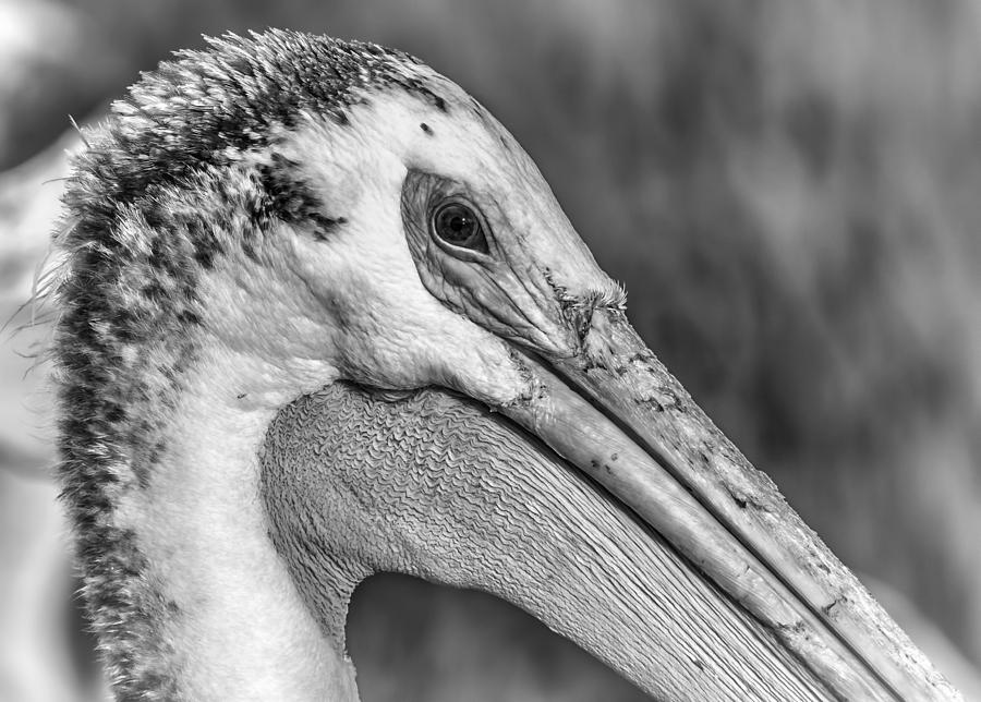 Close up Of An American White Pelican Photograph by Thomas Young