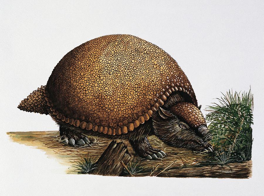 Close-up Of An Armadillo Photograph by Deagostini/uig/science Photo Library