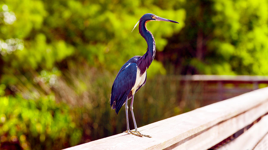Egret Photograph - Close-up Of An Blue Egret, Boynton by Panoramic Images