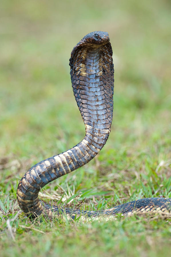 Close-up Of An Egyptian Cobra Heloderma Photograph by Panoramic Images ...