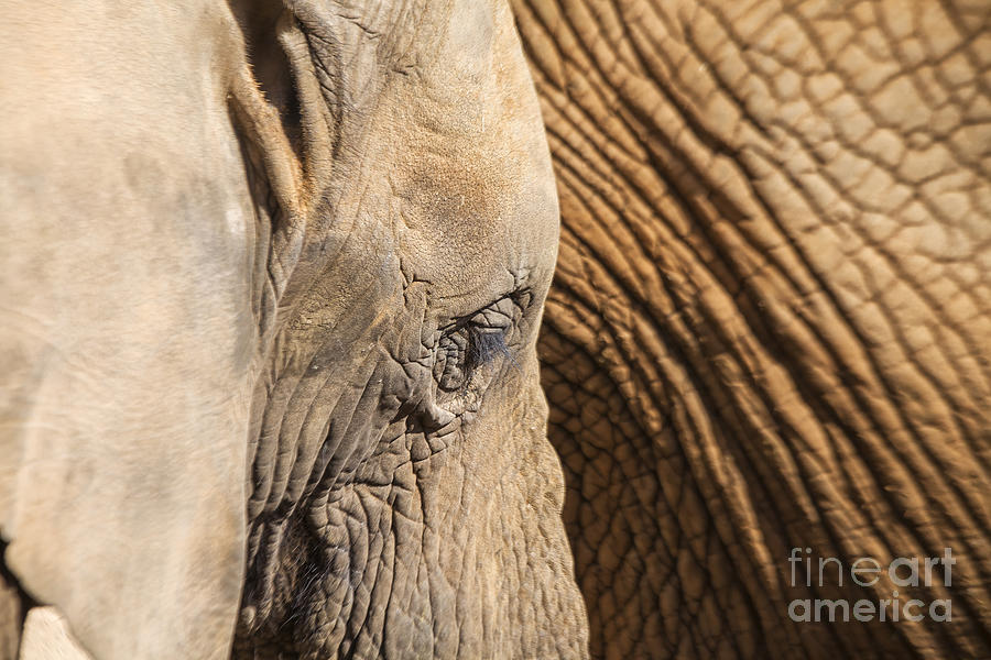 Elephants in close up Photograph by Patricia Hofmeester