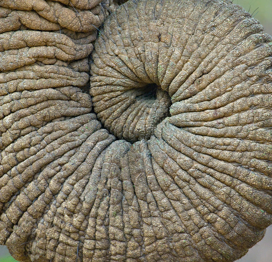 Close-up Of An Elephant Trunk Photograph by Panoramic Images