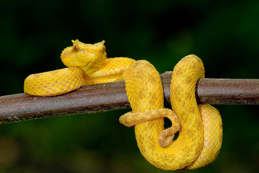 Snake Photograph - Close-up Of An Eyelash Viper by Panoramic Images