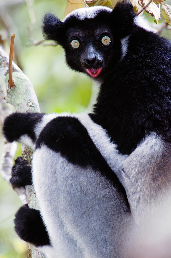 Wildlife Photograph - Close-up Of An Indri Lemur Indri Indri by Panoramic Images