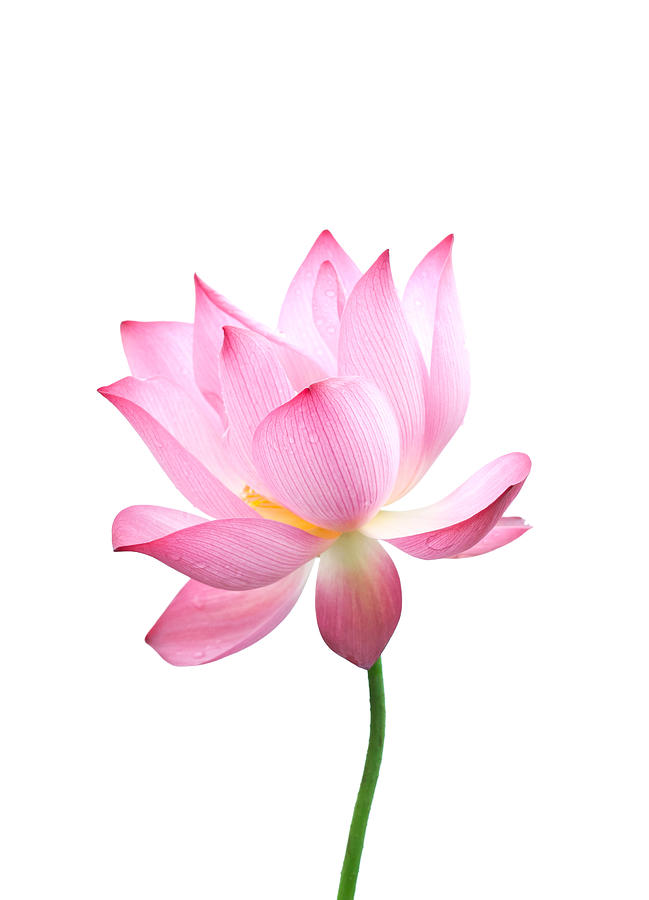 Close-up of an isolated pink bloomed lotus flower with stem Photograph by Kool99
