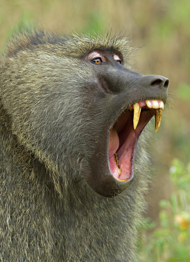 Vertical Photograph - Close-up Of An Olive Baboon Papio by Animal Images