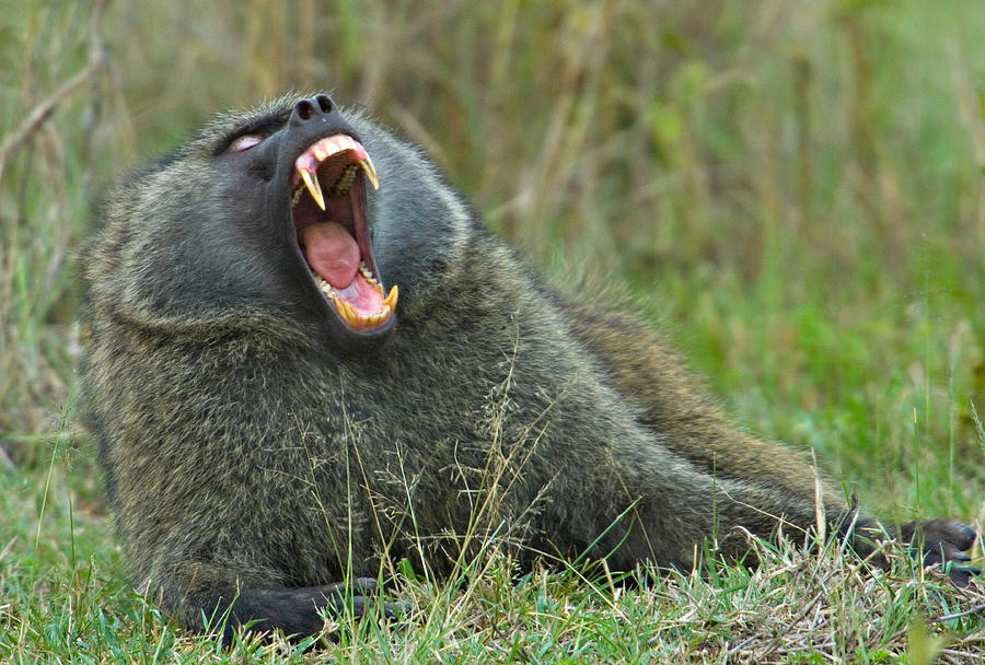 Close-up Of An Olive Baboon Yawning Photograph by Panoramic Images ...