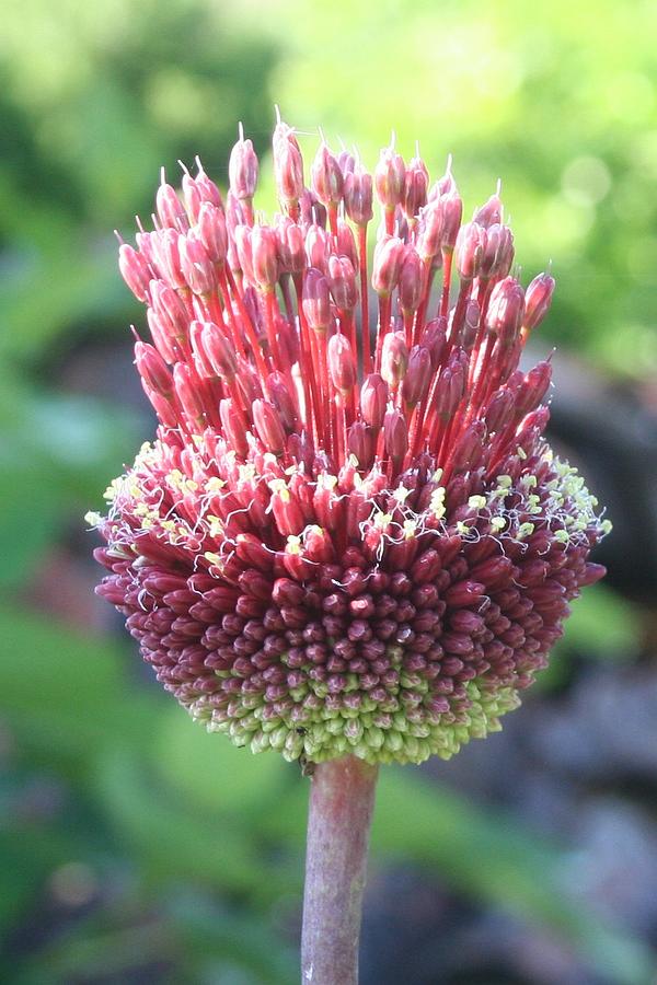 Close Up of An Ornamental Onion or Drumstick Allium  Photograph by Taiche Acrylic Art