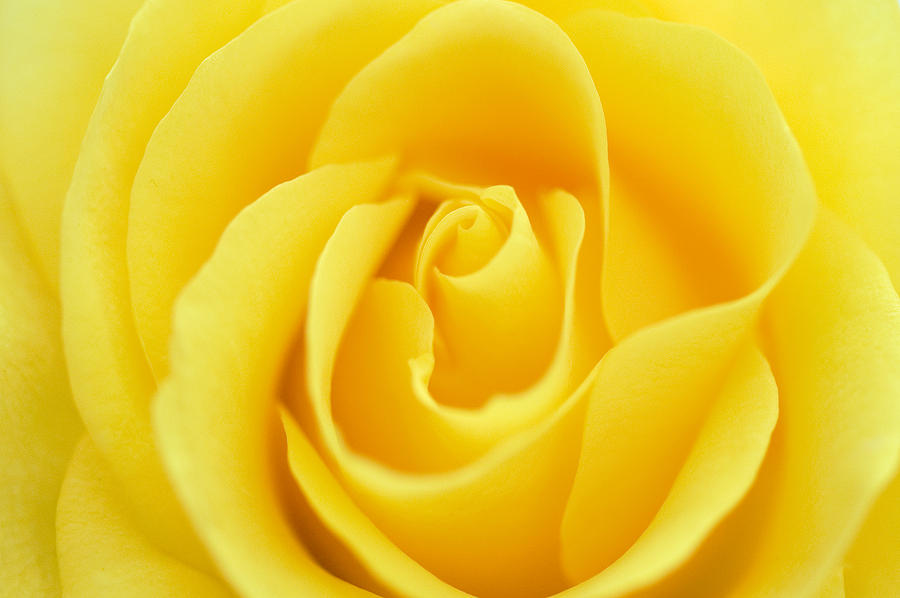 Close-up of an Yellow Rose Photograph by Nicodemos