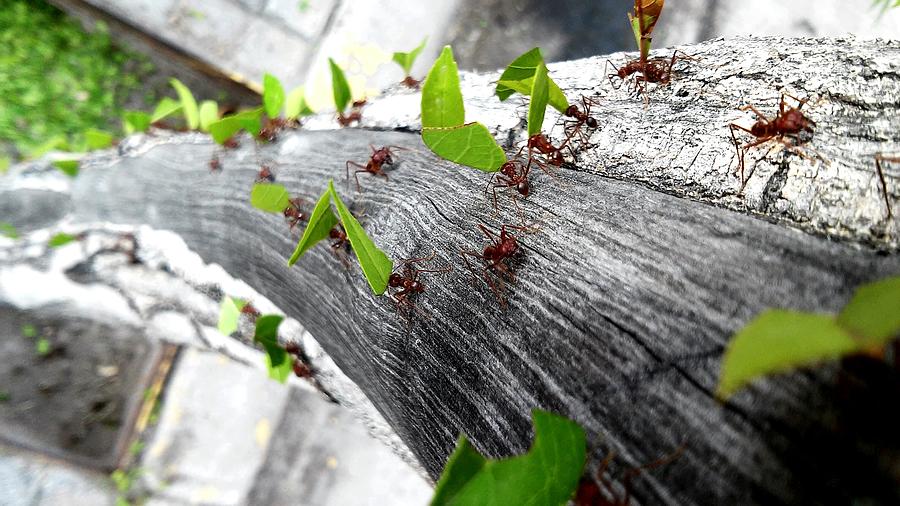 Close-Up Of Ants Carrying Leaves Photograph by Carlos Ángel Vázquez Tena / EyeEm Close-Up Of Ants Carrying Leaves Photograph by Carlos Ángel Vázquez Tena / EyeEm