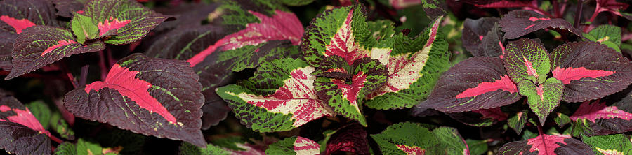 Close-up Of Assorted Coleus Leaves Photograph by Panoramic Images