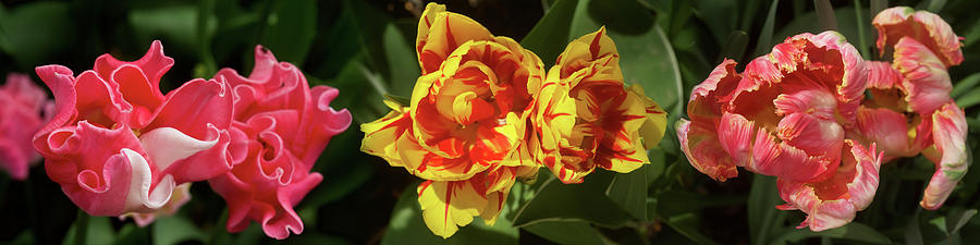 Close-up Of Assorted Tulip Flowers Photograph by Panoramic Images