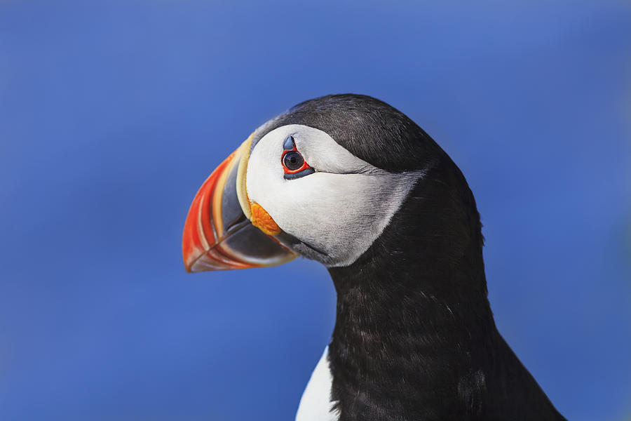 Puffin Photograph - Close Up Of Atlantic Puffin Fratercula by Yves Marcoux