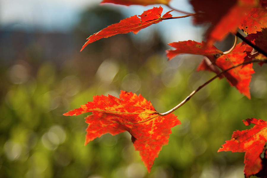 Close Up Of Autumn Coloured Bright Red Photograph by Jenna Szerlag