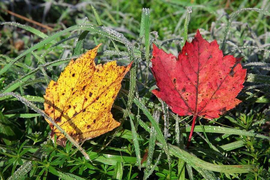 Close Up Of Autumn Coloured Leaves Photograph by Jenna Szerlag