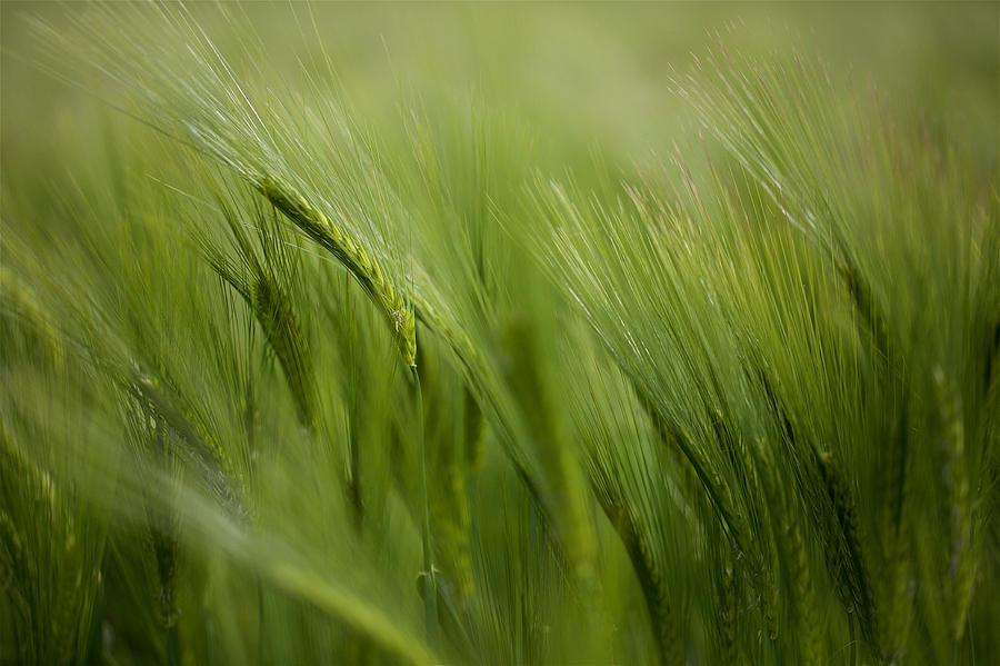 Close up of Barley Photograph by by Simon Gakhar