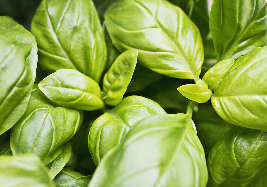 Close up of basil leaves Photograph by Tom Merton