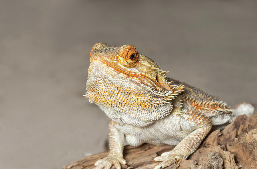 Close-up Of Bearded Dragon On Rock Photograph by Panoramic Images