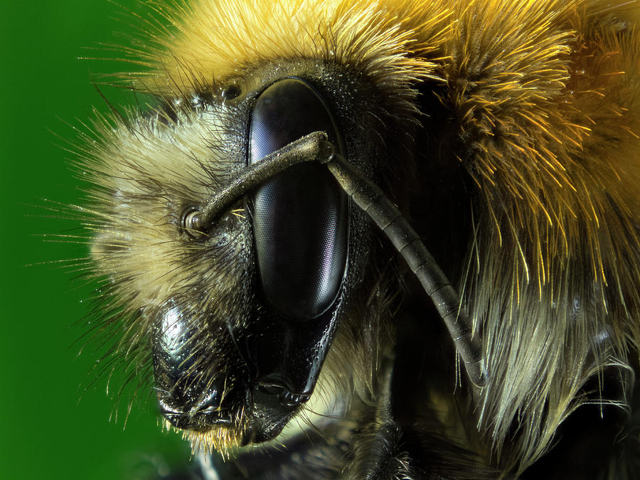 Close Up Of Bee Photograph by By Mediotuerto