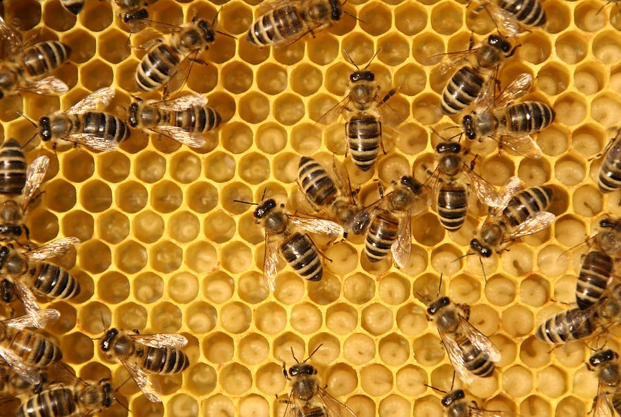 Close-up of bees working in a beehive Photograph by Florintt