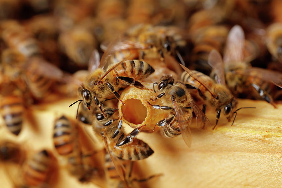 Close Up Of Bees Working In Hive Photograph by Paul E Tessier