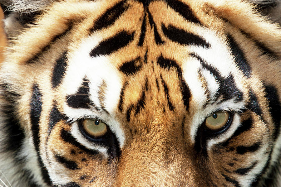 Close Up Of Bengal Tiger Eyes Photograph By Piperanne Worcester