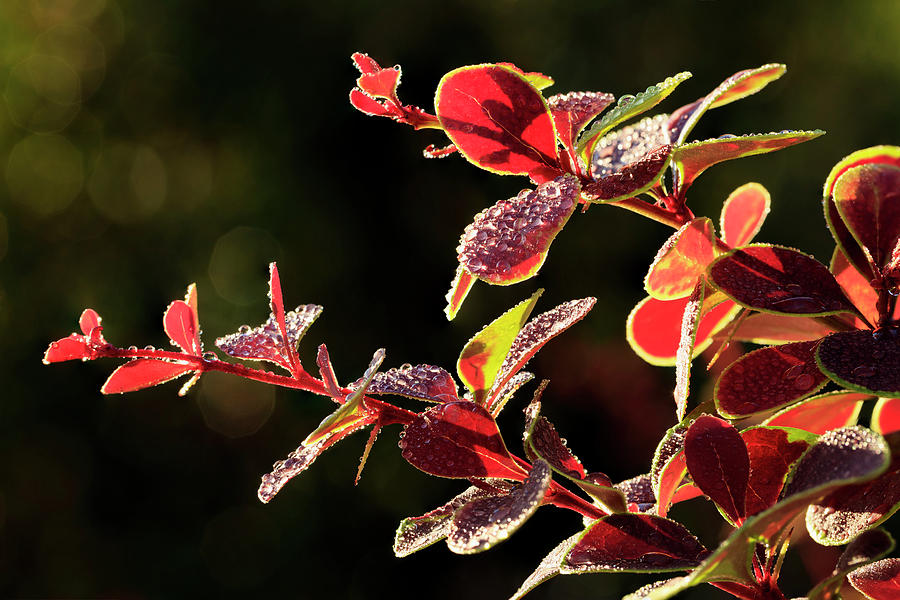 Nature Photograph - Close Up Of Berberis  Quebec, Canada by Yves Marcoux
