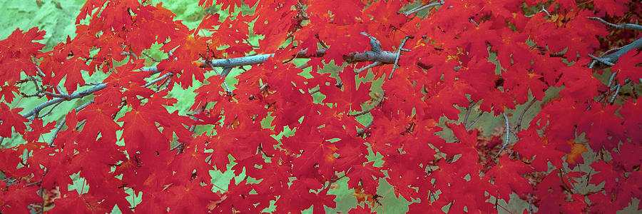 Close-up Of Bigtooth Maple Acer Photograph by Panoramic Images - Fine ...