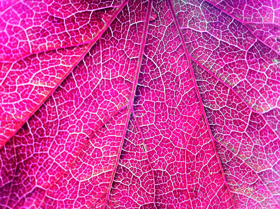 Close Up Of Boston Ivy Leave Photograph by Nazrie Abu Seman