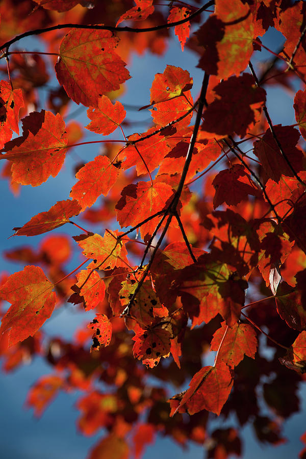 Close Up Of Bright Red Leaves With Blue Photograph by Jenna Szerlag