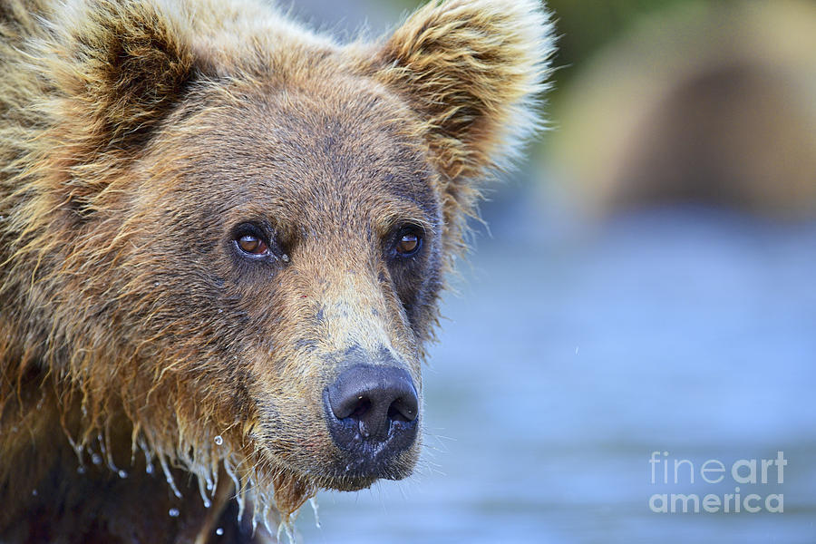 Close Up Of Brown Bear  Photograph by Dan Friend